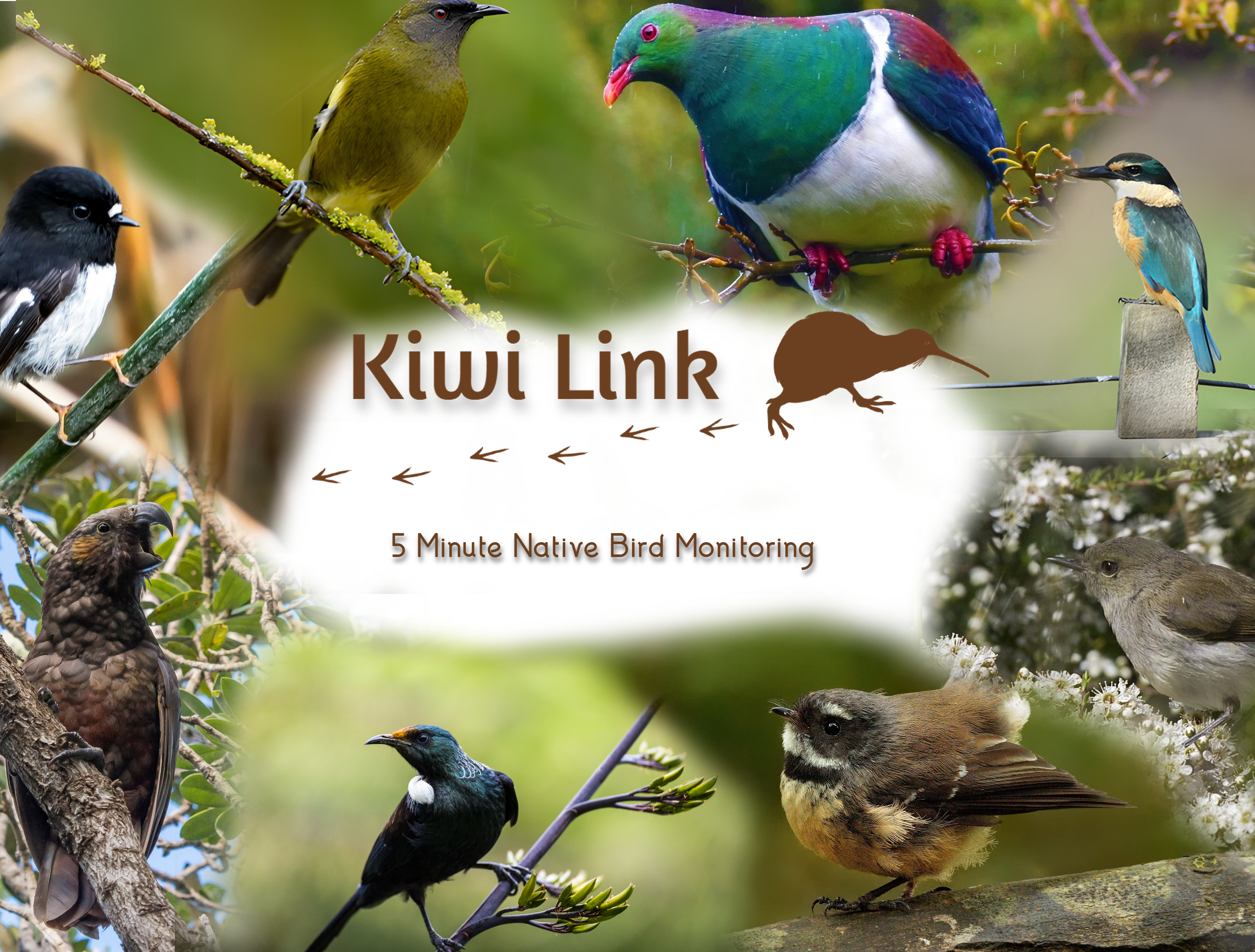 5 Minute Native Bird Count Monitoring